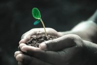 Plant in Hand CCO Public Domain