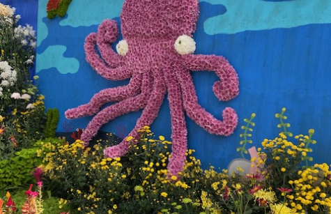 Photo of an octopus made of flowers floats alongside a school of fish
