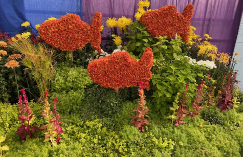 Photo of Goldfish swimming through the seaweed